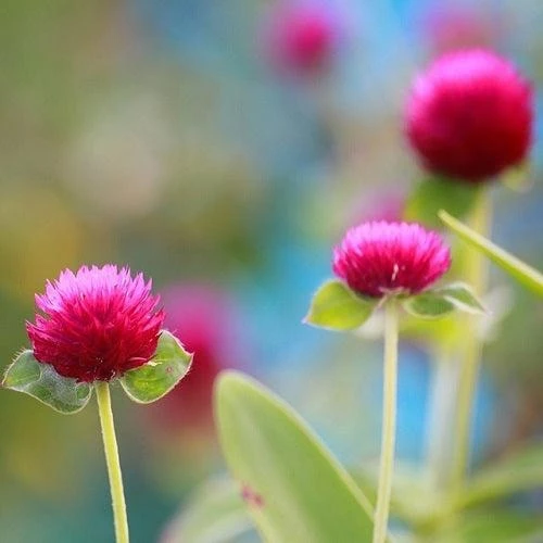 Gomphrena Purple Color Flower Seeds