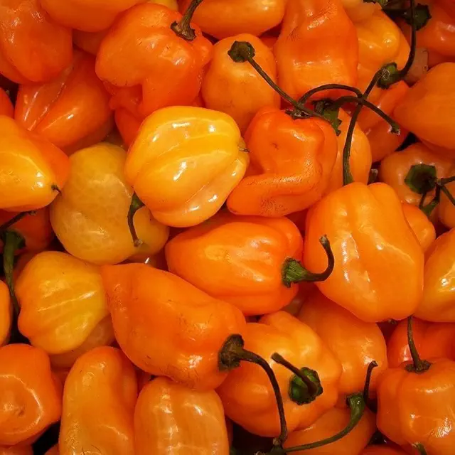 Pepper Habanero Orange Chilli Seeds | Exotic Vegetable Seeds