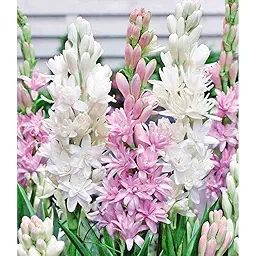 Combo of Summer Flower Bulbs – 5 Varieties, 10 Bulbs