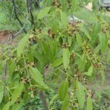 sandalwood tree 