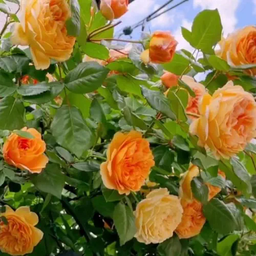 Golden Orange Climbing Rose Plant Seeds | Flower Seeds