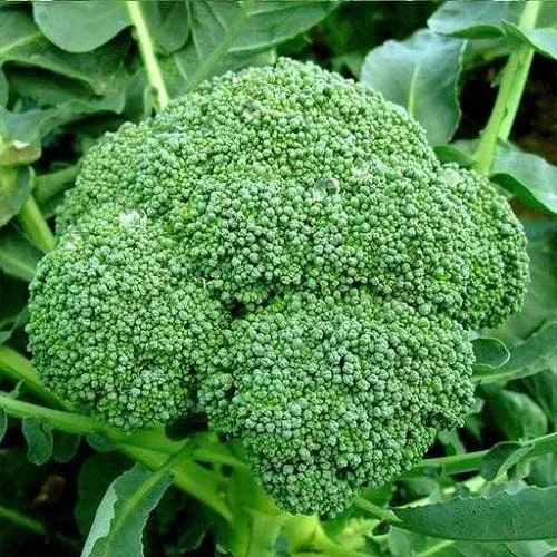 Broccoli | Vegetable Seeds