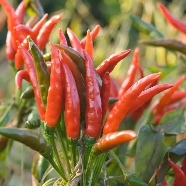 Organic Sadabahar Chilly Seeds - Open Pollinated