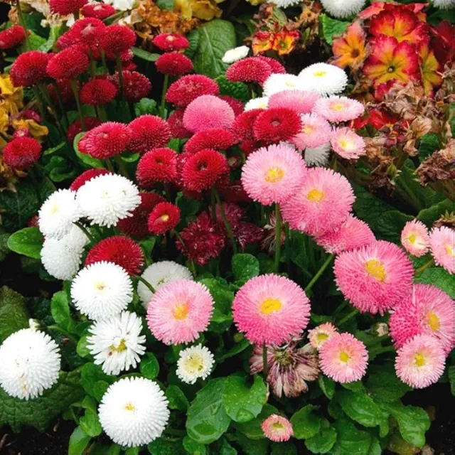 Daisy Pomponette Mix Seeds – 300 Seeds (Gulbahar/गुलबहार का बीज) | Easy to Grow | High Germination | Perfect for Pots & Terraces