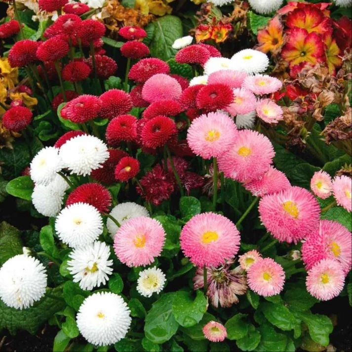 Daisy Pomponette Mix Seeds – 300 Seeds (Gulbahar/गुलबहार का बीज) | Easy to Grow | High Germination | Perfect for Pots & Terraces