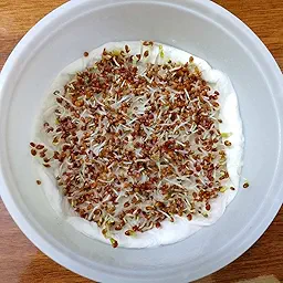 Clover Microgreen Seeds
