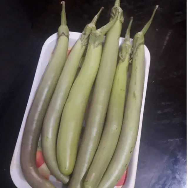 Organic Vengeri Brinjal Long Seeds - Open Pollinated