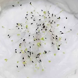 Cineraria Maritima Flowering Seeds