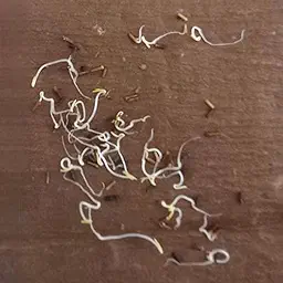 Verbena Mixed Color Flower Seeds