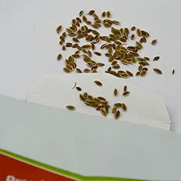 Dill Seeds (डिल के बीज)