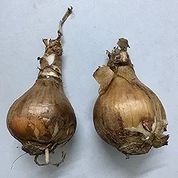 Eucharis Lily Amazon Lily Flower Bulb