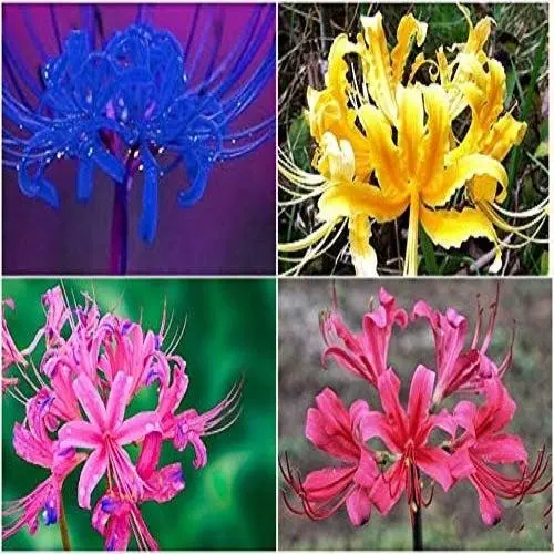 Lycoris Lily Any Color Flower Bulb