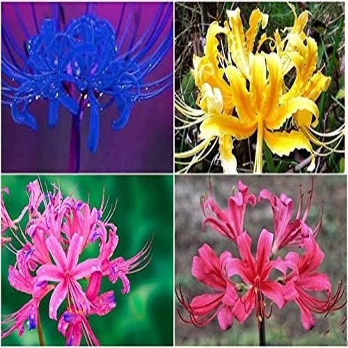 Lycoris Lily Any Color Flower Bulb