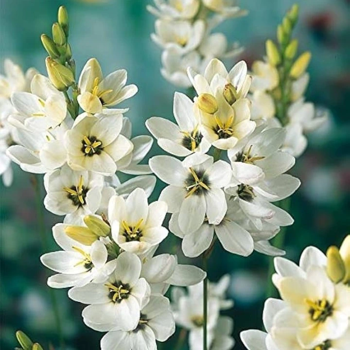 Ixia White Colour Flower Bulbs
