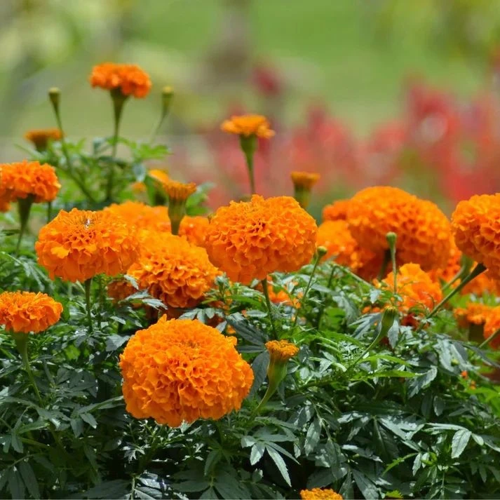 Marigold Orange Flower Seeds – 100 Genda Seeds | Organic, Easy to Grow | Terrace Garden
