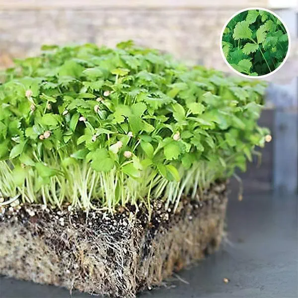Coriander - Microgreen Seeds