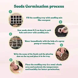 Daisy Pomponette Mix Seeds – 300 Seeds (Gulbahar/गुलबहार का बीज) | Easy to Grow | High Germination | Perfect for Pots & Terraces