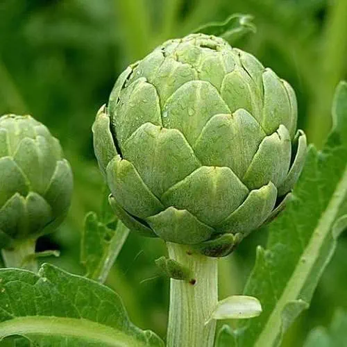 Artichoke Green Globe seeds | Exotic Vegetable Seeds