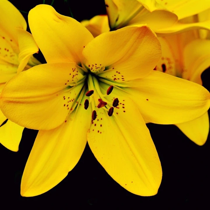 Asiatic Lily Lilium Bulbs Yellow Color | Flower Bulb