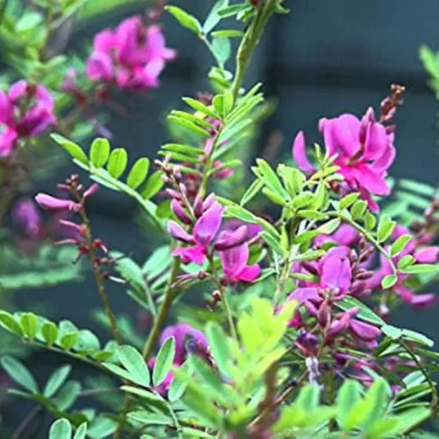 Organic Neela Amari/Avuri Seeds - Open Pollinated