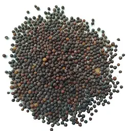 Cauliflower Fool Gobhi F1 | Vegetable Seeds