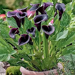 Black Calla Lily Bulbs 1Pcs – Exotic Summer Flower Bulb