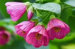 maple flower tree seeds