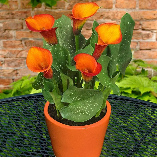 Calla Lily Orange Color Flower Bulb