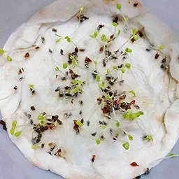 Chrysanthemum Multicaule Yellow Seeds (Guldaudi/Chandra Mallika/गुलदाउदी के बीज)