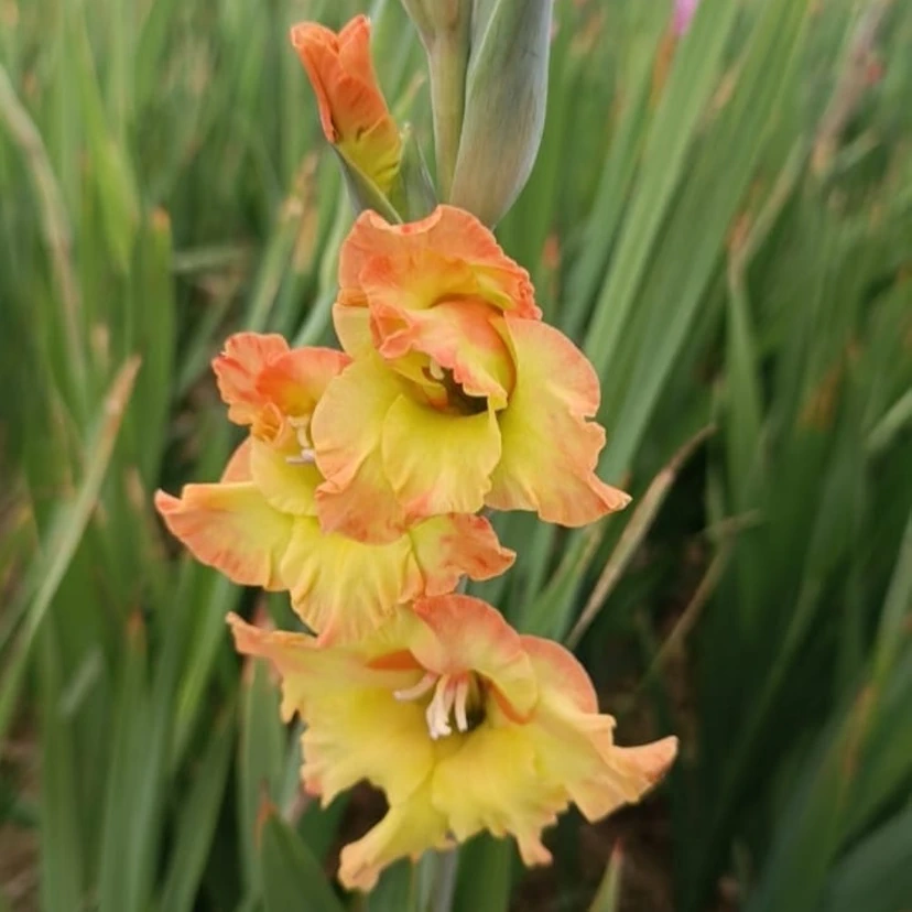 Gladiolus Suvanoor Color Flower Bulbs