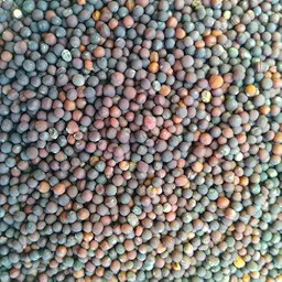 Mustard Sarso Seed | Vegetable Seeds