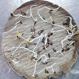 Dill Seeds (डिल के बीज)