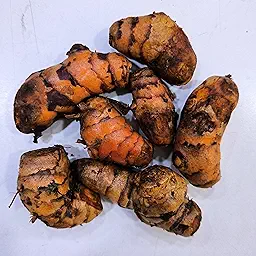 Turmeric Haldi Bulb | Herb Bulbs