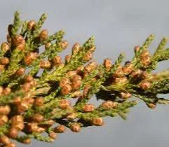 red kedar seeds