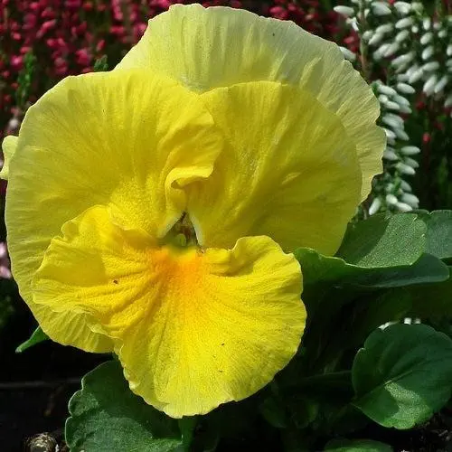 Pansy F1 Aqua Lemon Flower Seeds
