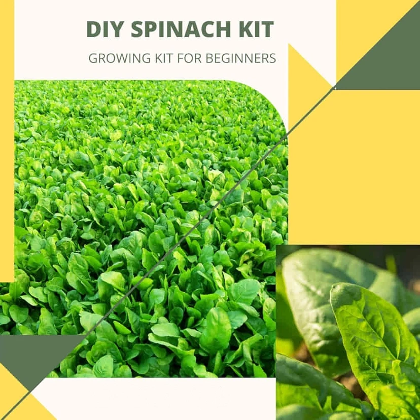 DIY Spinach (Palak) Leafy Greens Growing kit for Beginners for Home Garden