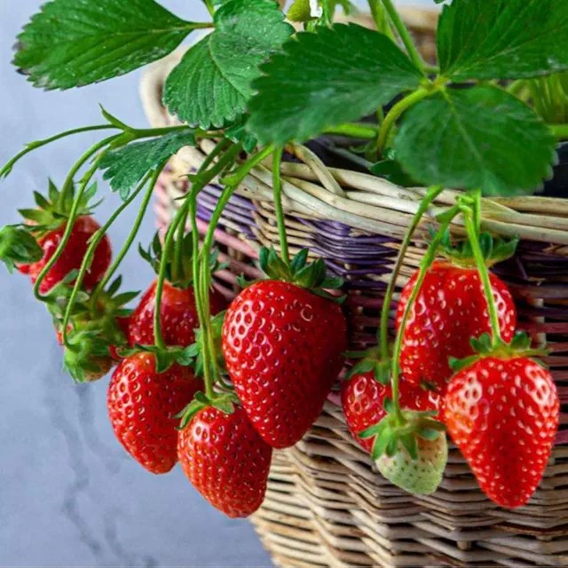 Strawberry Fruit Seeds | Ideal for home gardens and containers.