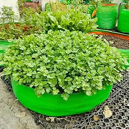 DIY Coriander (Dhaniya) Leafy Greens Growing kit for Beginners (Grow it Yourself) for Home Garden
