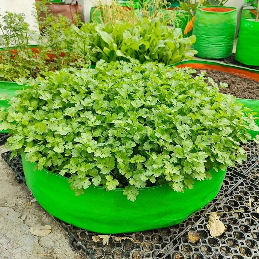 Coriander (Dhaniya) Seeds (धनिया के बीज)