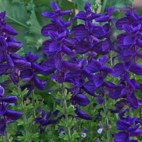 Salvia Faranecia Blue Color Flower Seeds