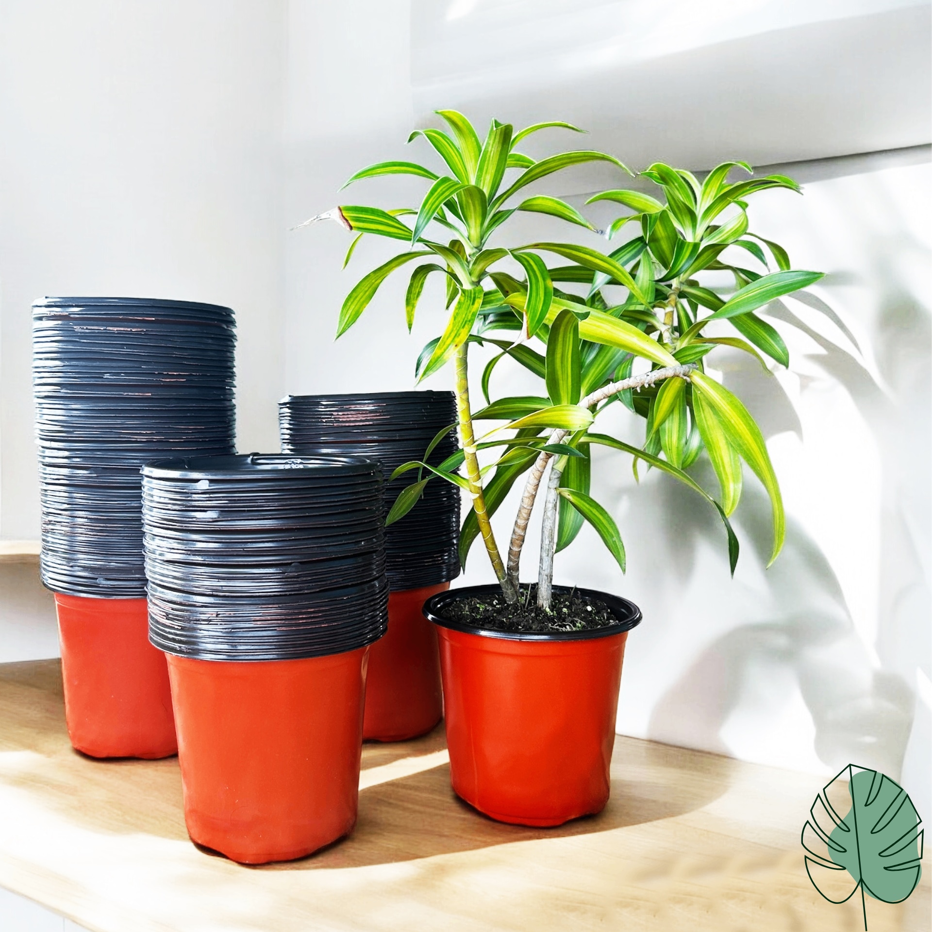 Buy 5 inch Thermoform Pot (Dia: 5 inch, Height: 4.8 inch) | Gachera