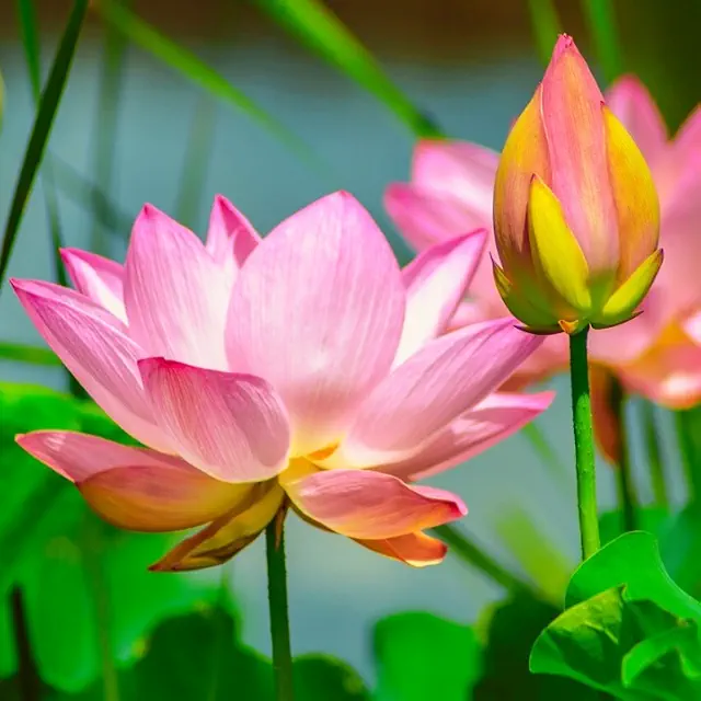 Lotus Flower Seeds Mix Color