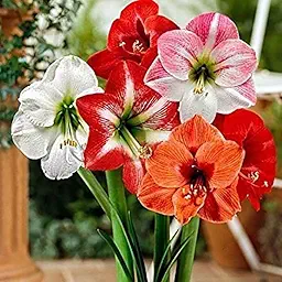 Amaryllis Lily Summer Flower Bulbs 1 Pcs – Fresh, Healthy & Easy-to-Grow