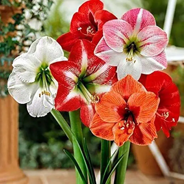 Combo of Summer Flower Bulbs  – 5 Varieties, 10 Bulbs