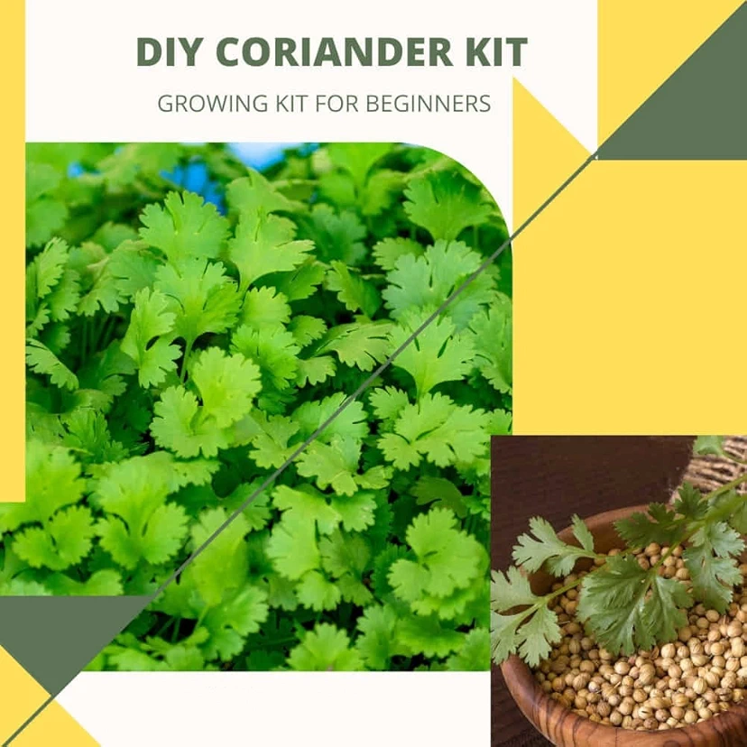 DIY Coriander (Dhaniya) Leafy Greens Growing kit for Beginners (Grow it Yourself) for Home Garden