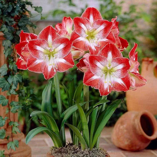 Amaryllis Lily Summer Flower Bulbs 1 Pcs – Fresh, Healthy & Easy-to-Grow