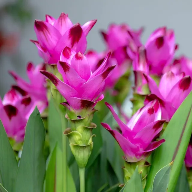 Curcuma Pink Flower Bulb (5N)