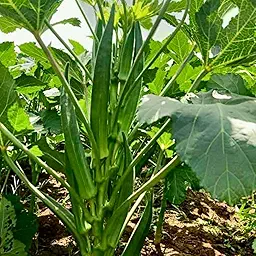 Bhindi Okra Desi Lady Finger | Vegetable Seeds