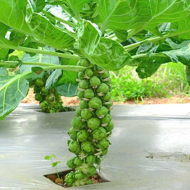 Brussels Sprouts Seeds (ब्रसेल्स स्प्राउट्स के बीज)