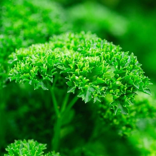 Parsley Herb Seeds